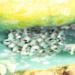 LichenToadEggs13