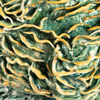 LichenToadEggs15