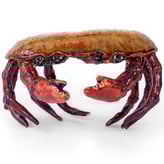 GarnetCrab01
